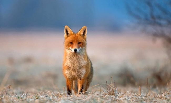 Fuchs2