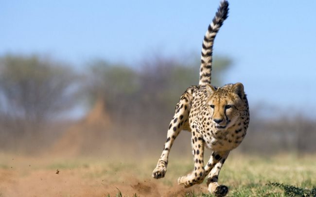 Gepard2