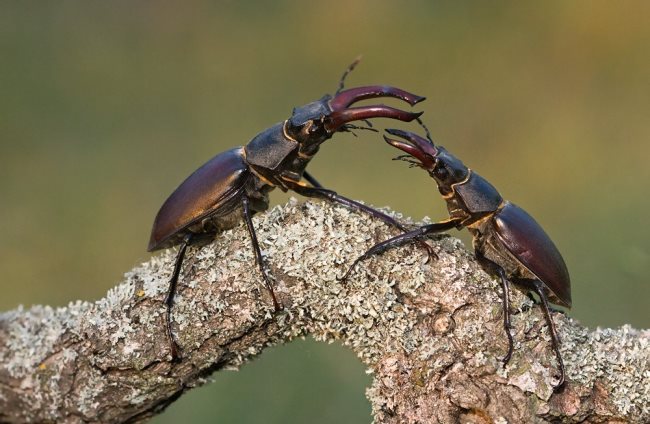 Käfer-Symbolik
