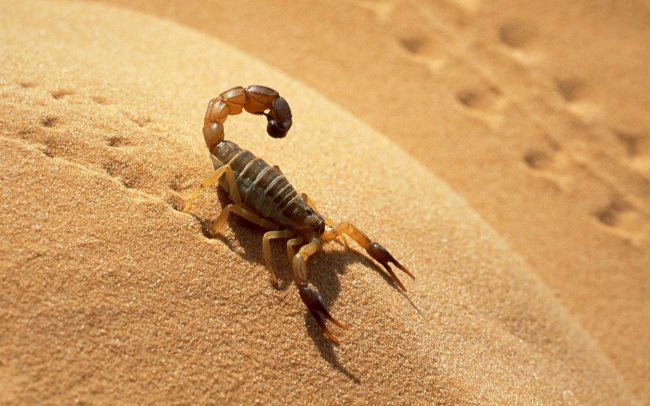 Symbolik des Skorpions