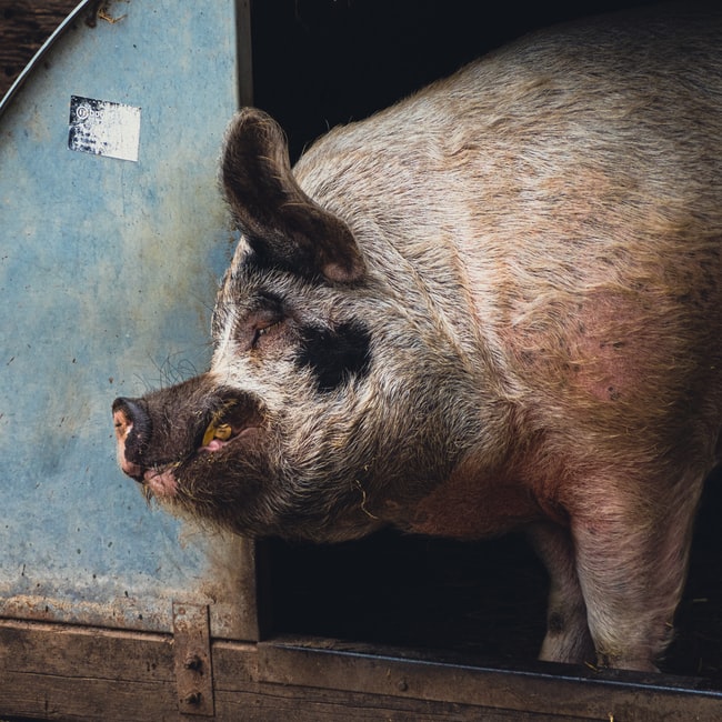 Was bedeutet es, von einem Schweinekopf zu träumen?