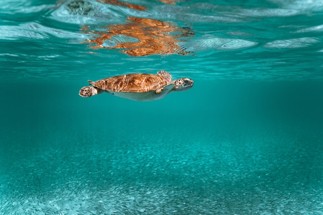 Was bedeutet es, von Schildkröten zu träumen? Wir räumen all deine Sorgen aus