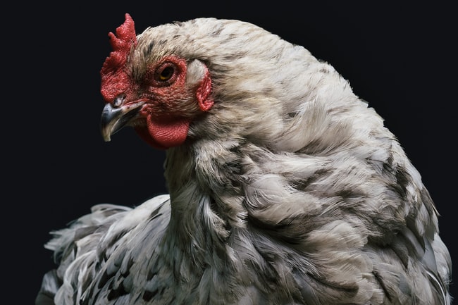 Was bedeutet es, von Pfoten von Hühnern oder Hennen zu träumen?