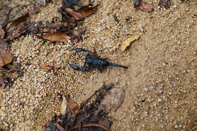 Was bedeutet es, von einem Skorpion zu träumen? Wir räumen all deine Sorgen aus