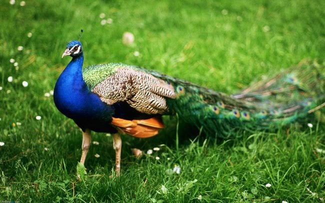 Pfau