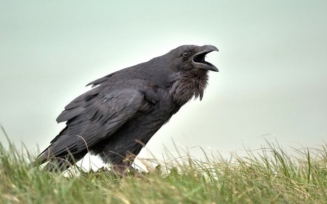 Was fressen Raben und Krähen? Ernährung und Fütterung