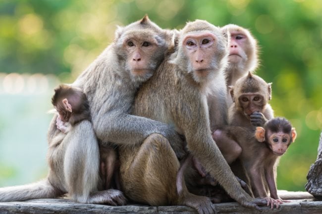 Wovon ernähren sich die Affen? Ernährung und Fütterung