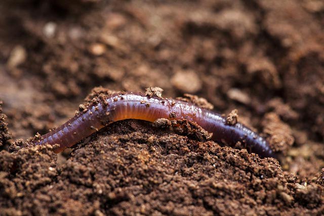Was fressen die Regenwürmer? Ernährung und Fütterung