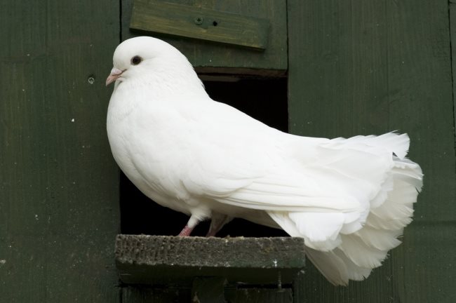 Was fressen die Tauben? Ernährung und Fütterung