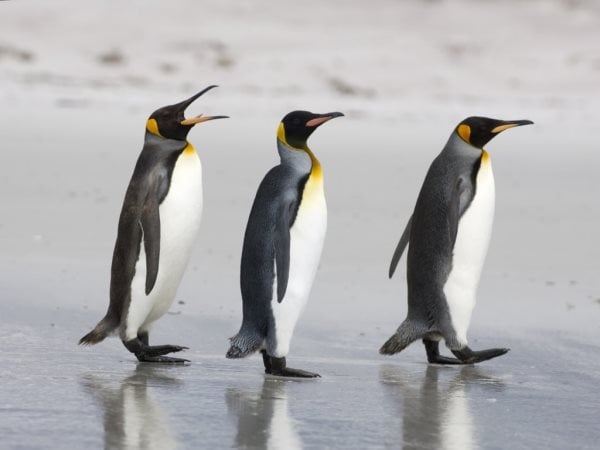 Die Symbolik der Pinguine: Spirituelle und Symbolische Bedeutung