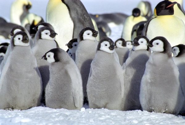 Pinguine2