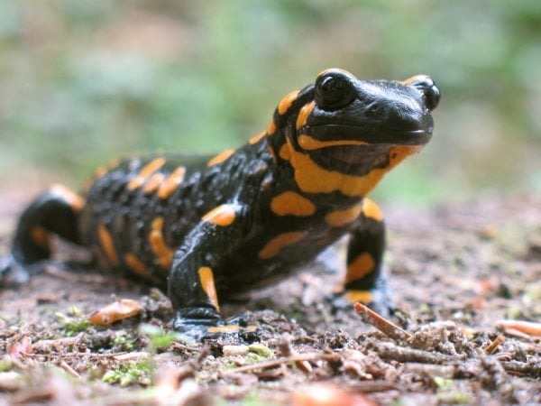 Die Symbolik des Salamanders