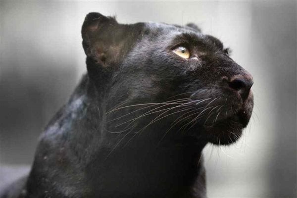 Die Symbolik des Panthers: Spirituelle und Symbolische Bedeutung