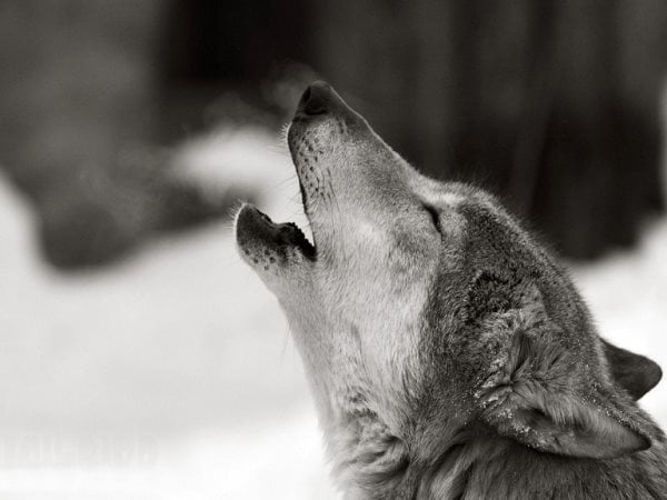 Die Symbolik des Wolfs: Spirituelle und Symbolische Bedeutung