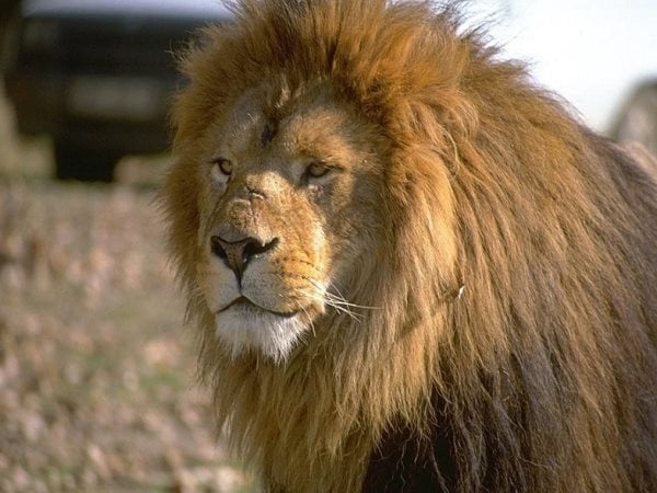 Die Symbolik des Löwen: Spirituelle und Symbolische Bedeutung