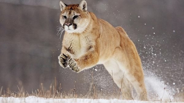 Die Symbolik des Pumas: Spirituelle und Symbolische Bedeutung