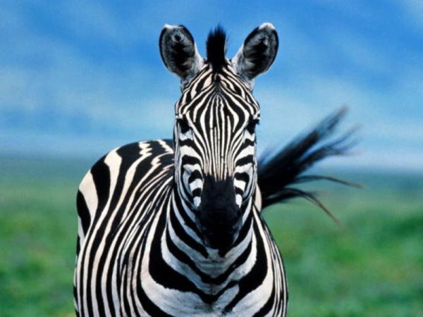 Die Symbolik des Zebras
