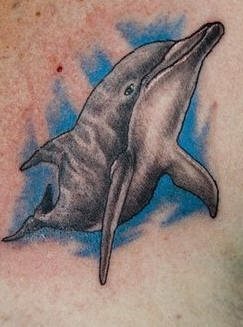 delphin tattoo 549
