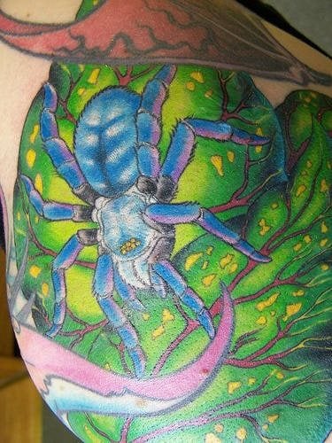 spinne tattoo 519