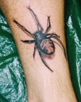 spinne tattoo 521