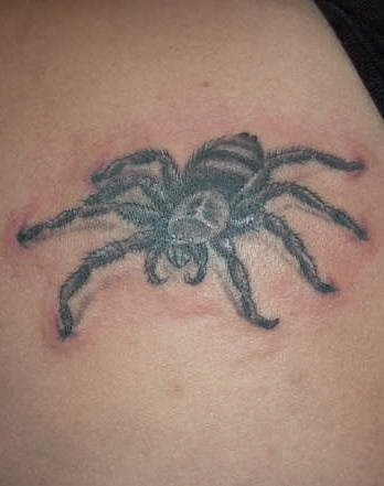 spinne tattoo 541