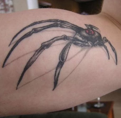 spinne tattoo 548