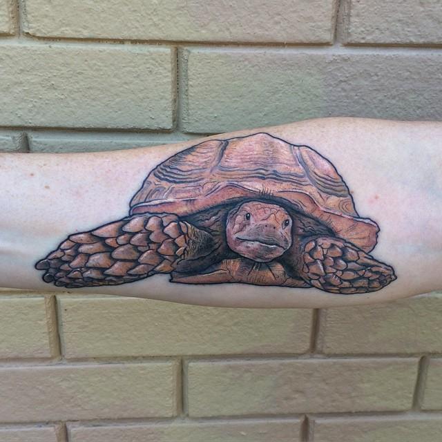 Schildkrote Tattoo 15