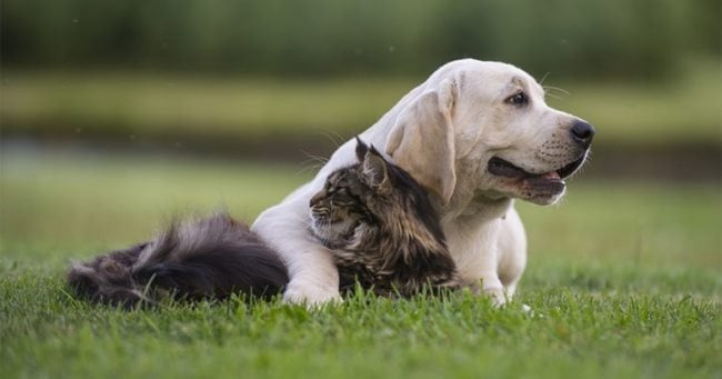 8 Tiere, die Freundschaft und Treue symbolisieren