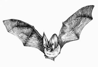 Fledermaus