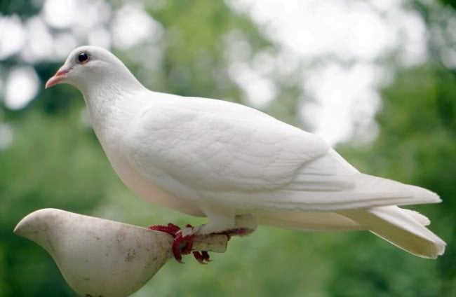 Die 11 beliebtesten Friedenssymbole der Welt