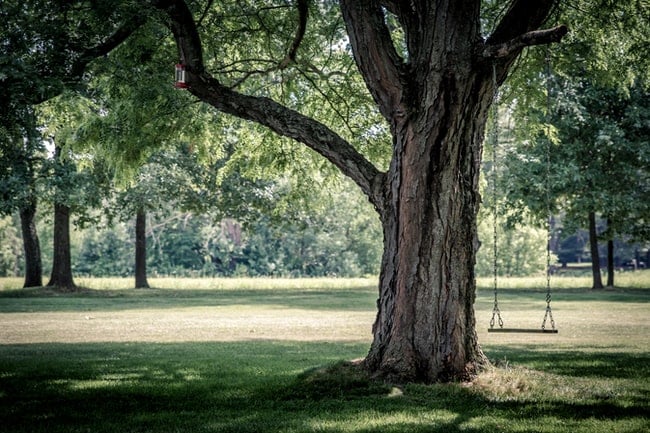 El Árbol: Significado y simbología