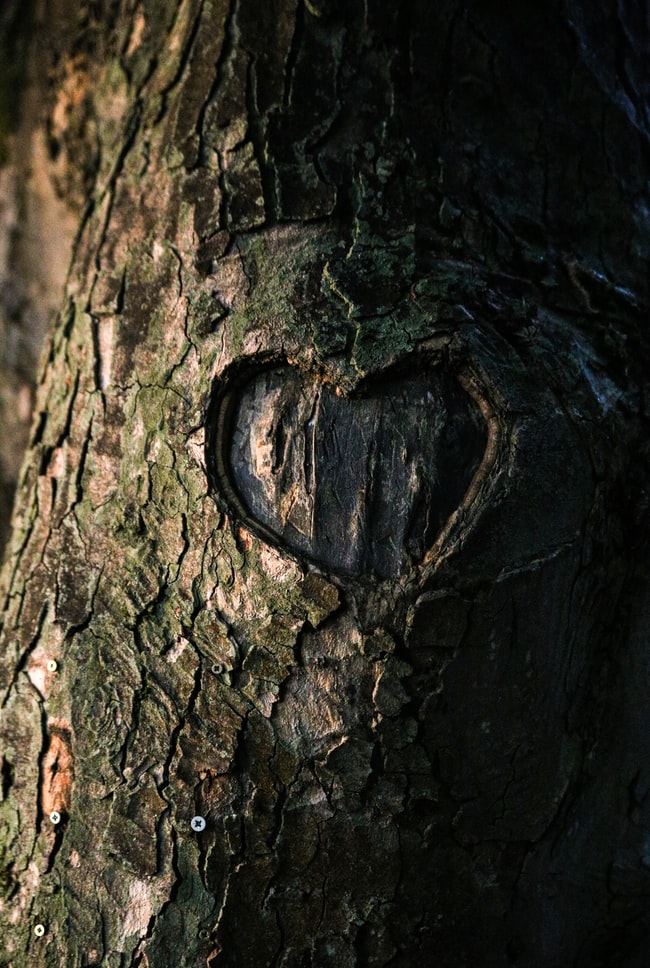 El Árbol de la vida: Significado y simbología