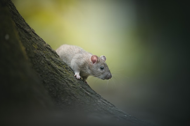 Una rata en la naturaleza