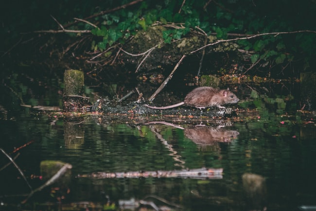 Una rata en el agua