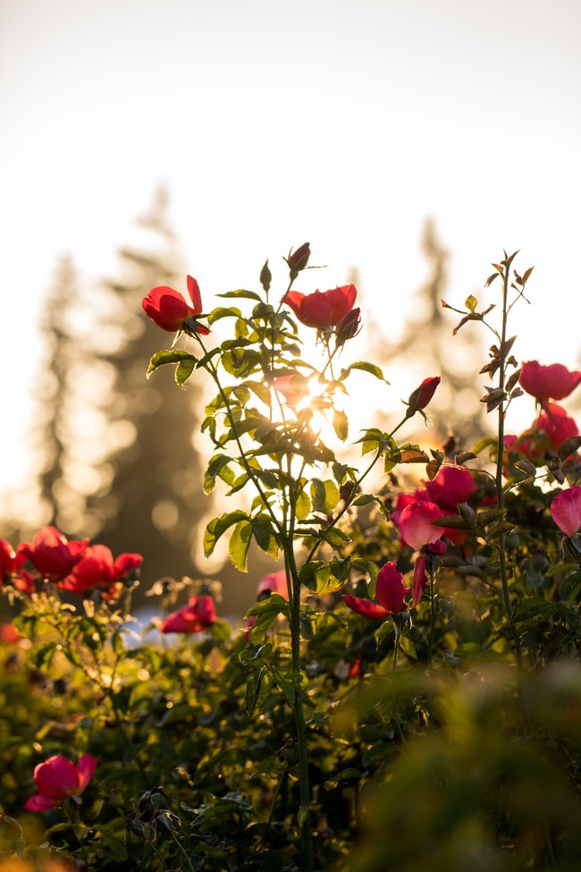 ¿Qué significa soñar con rosas?