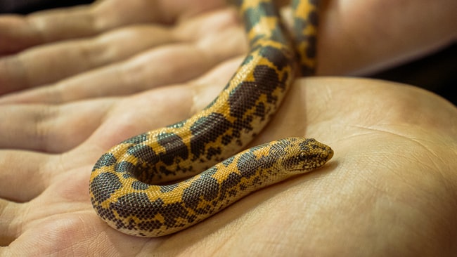 Soñar con una serpiente pequeña, ¿Qué revela del futuro?