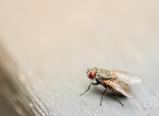 una mosca verde apoyada en una piedra