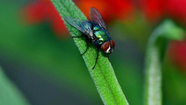 una mosca apoyada en una flor