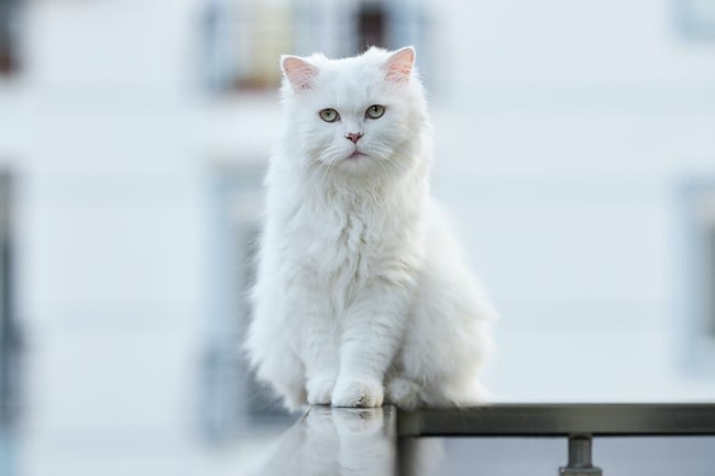 Un gato blanco con mucho pelo