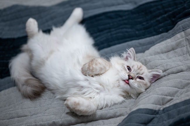 un gato blanco tremendamente bello