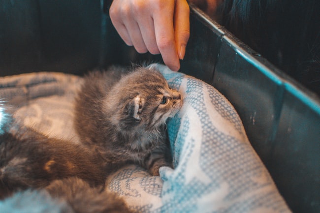 ¿Qué significa soñar con gatitos recién nacidos? Interpretaciones que se ajustan a la realidad