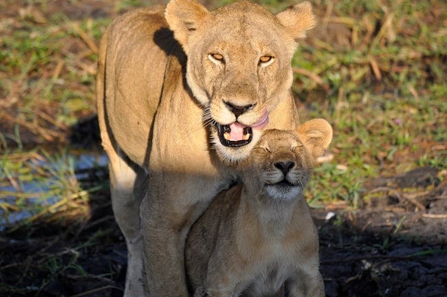 mamá leona con un pequeña cría de león