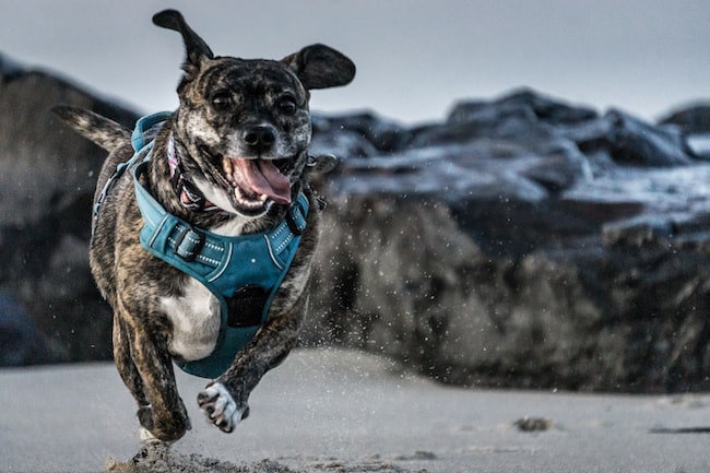 un perro corriendo muy rápido