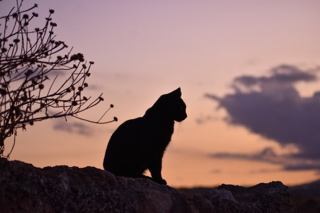 Un gato negro en la oscuridad