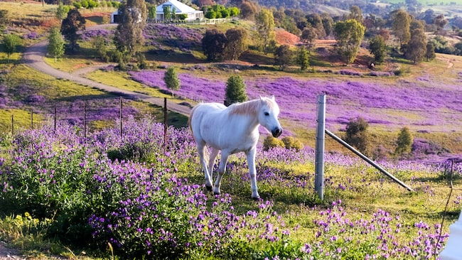 Un caballo blanco rodeado de flores