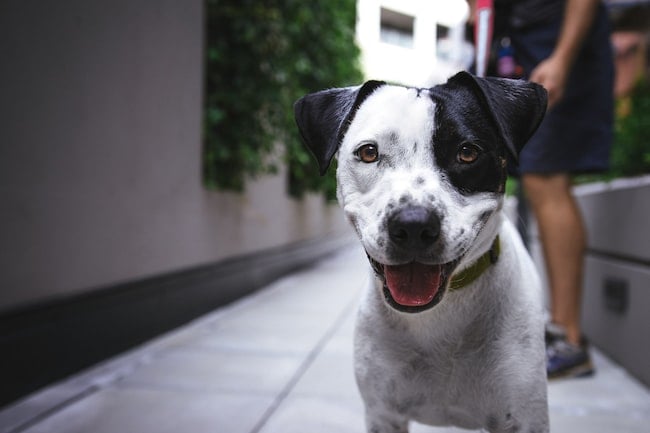 Un hombre en la calle que recoge las heces de su perro