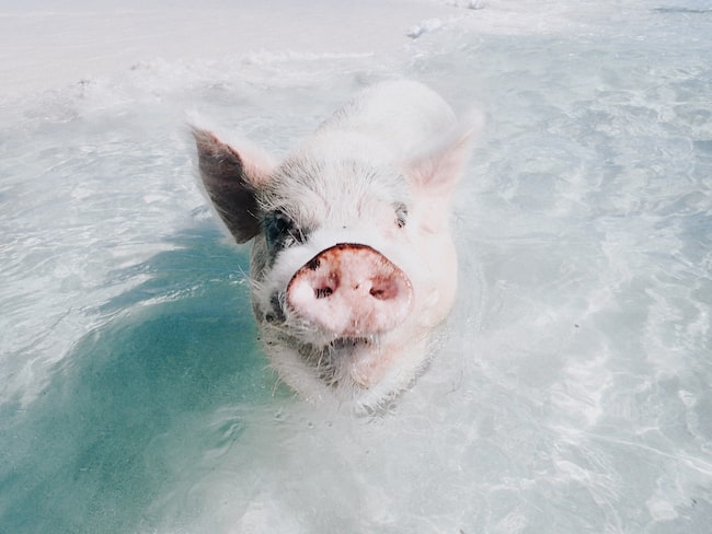 Un gracioso cerdito en el agua