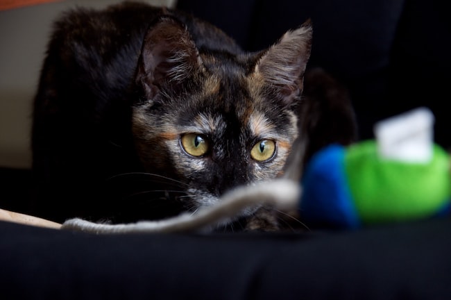 Un gato en posición de ataque