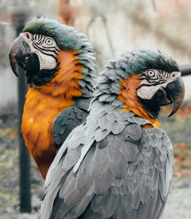 una pareja de loros grises muy bonitos