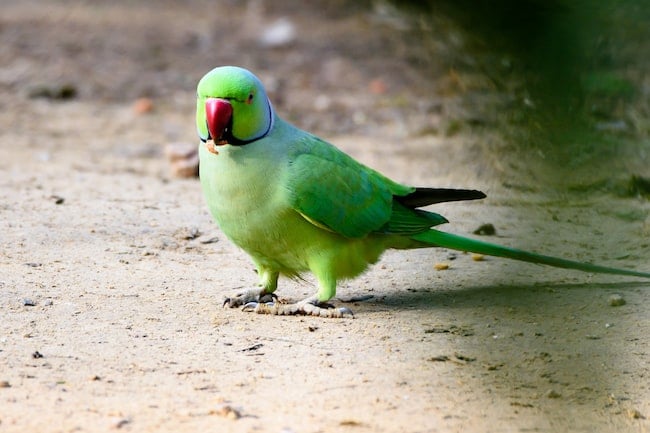 Un loro verde apoyado en el suelo